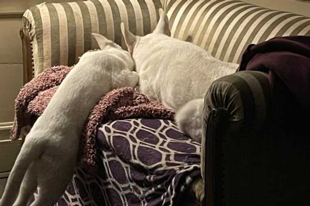 The Sunnyside Sisters Bed and Breakfast / Clarksville VA / Playing playing and playing