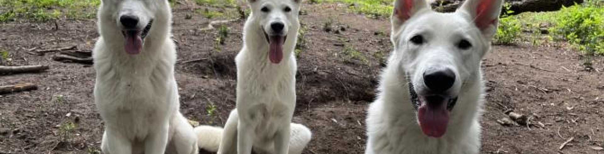 Sunnyside White Swiss Shepherds / Clarksville VA /