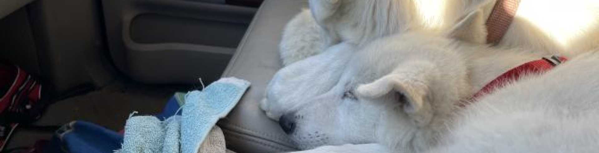 Sunnyside White Swiss Shepherds / Clarksville VA / Jane & Jessie, two peas in a pot