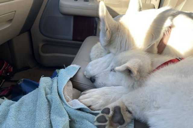 The Sunnyside Sisters Bed and Breakfast / Clarksville VA / Jane & Jessie, two peas in a pot