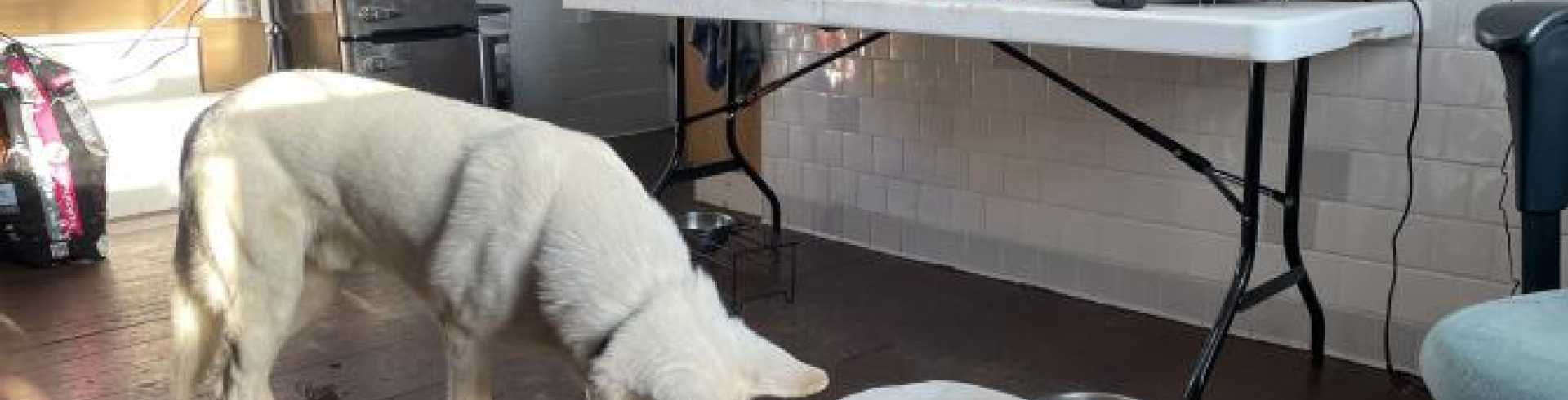 Sunnyside White Swiss Shepherds / Clarksville VA /