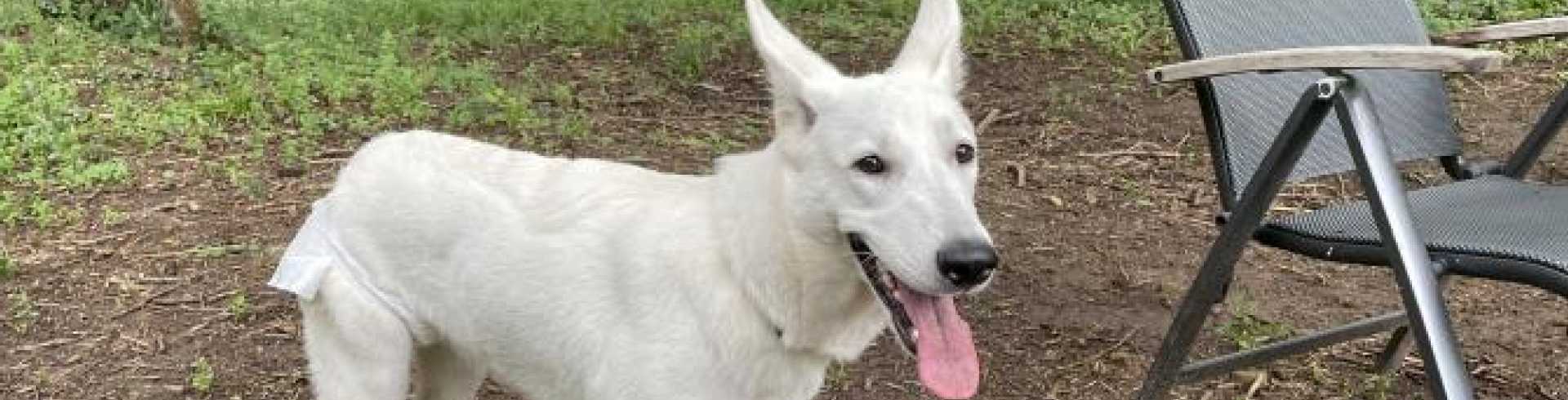Sunnyside White Swiss Shepherds / Clarksville VA / Big time period for Jessie