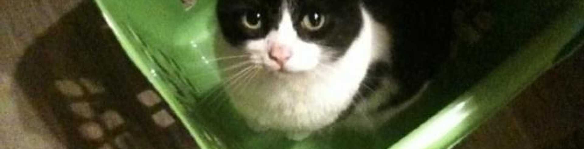 Sunnyside White Swiss Shepherds / Clarksville VA /