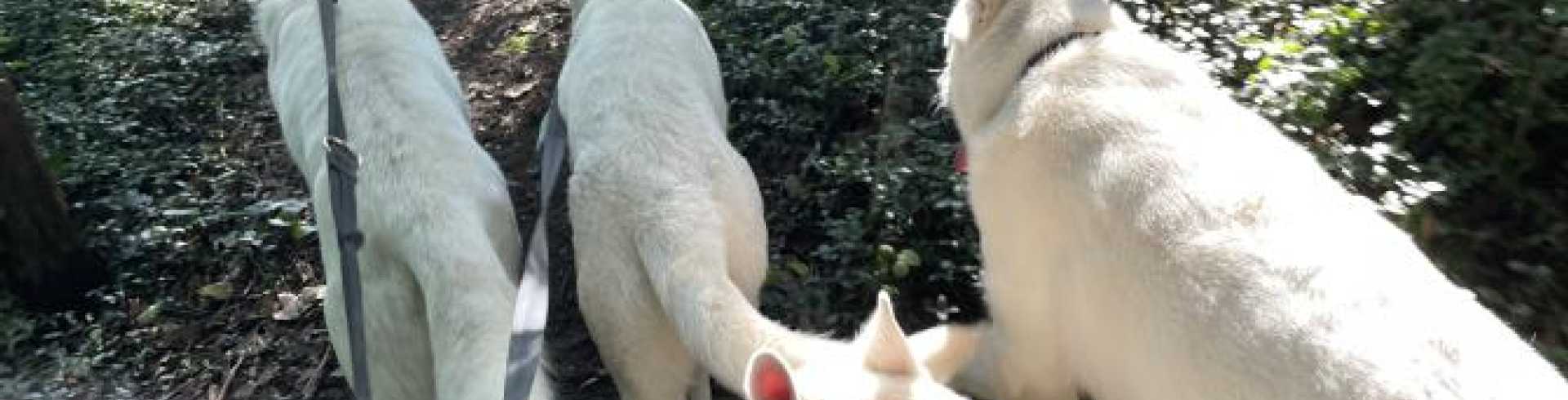 Sunnyside White Swiss Shepherds / Clarksville VA /