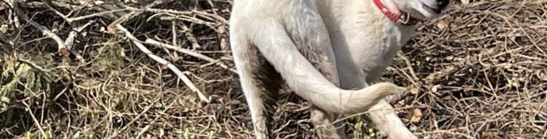 Sunnyside White Swiss Shepherds / Clarksville VA /