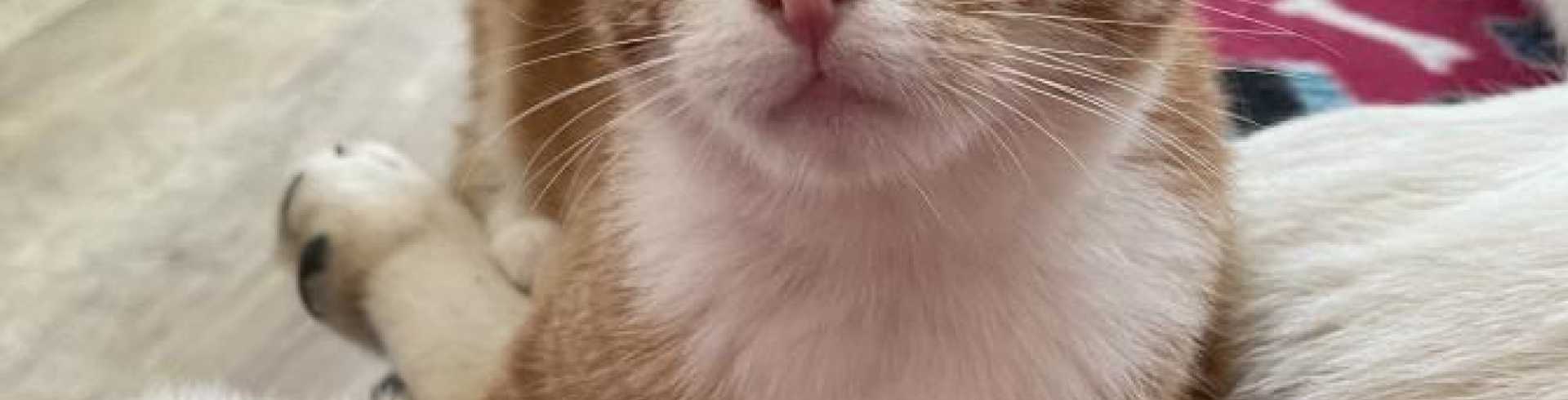 Sunnyside White Swiss Shepherds / Clarksville VA /