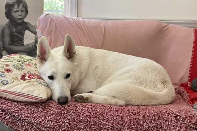 The Sunnyside Sisters Bed and Breakfast / Clarksville VA / Love this big boy