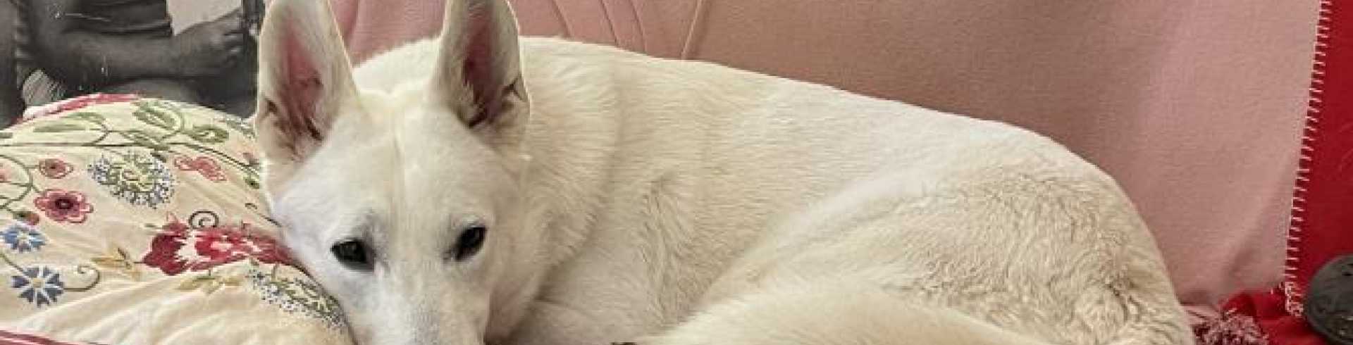 Sunnyside White Swiss Shepherds / Clarksville VA / Love this big boy