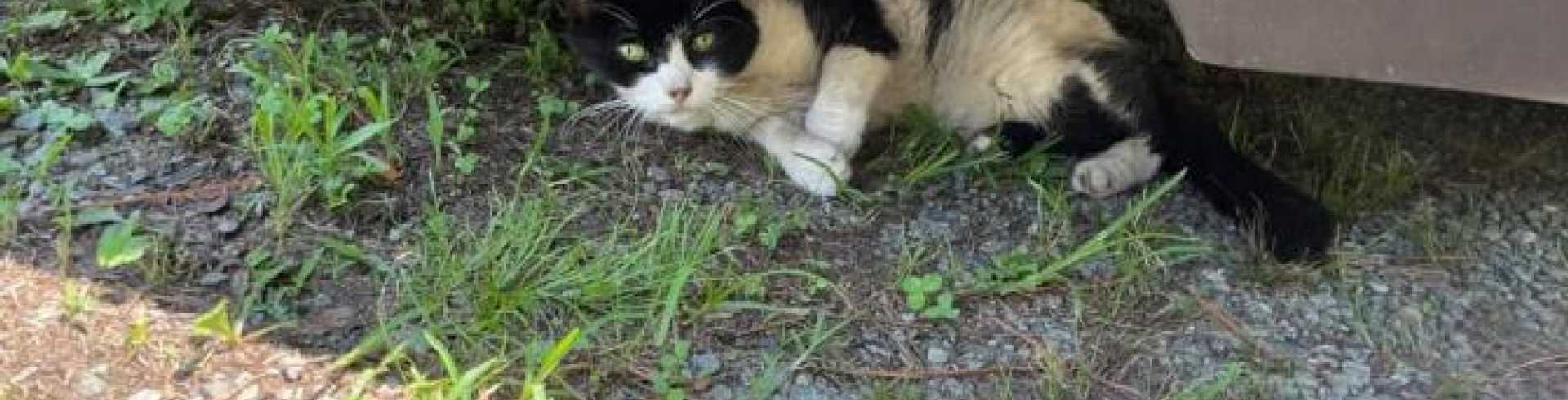 Sunnyside White Swiss Shepherds / Clarksville VA /