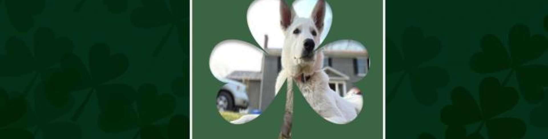 Sunnyside White Swiss Shepherds / Clarksville VA / Happy St Patrick’s Day