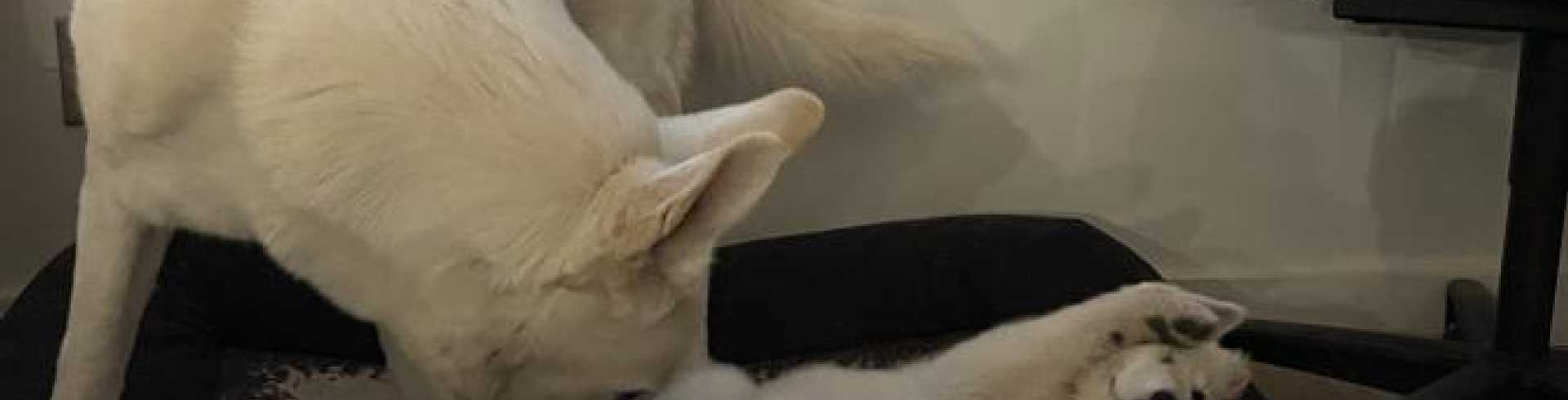 Sunnyside White Swiss Shepherds / Clarksville VA /