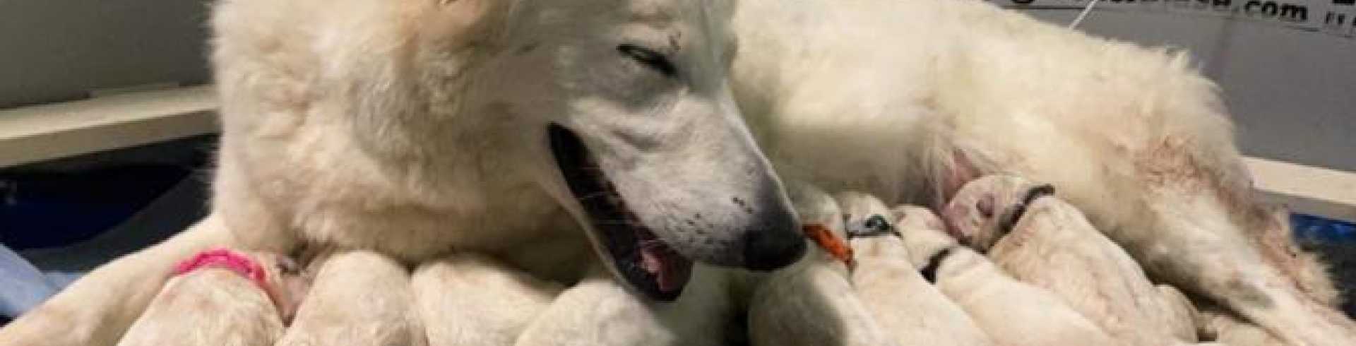 Sunnyside White Swiss Shepherds / Clarksville VA /