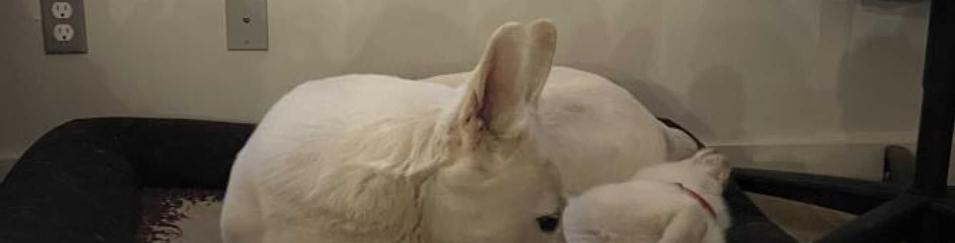 Sunnyside White Swiss Shepherds / Clarksville VA / Jane loooooovvvvvveeesss Mijne lol