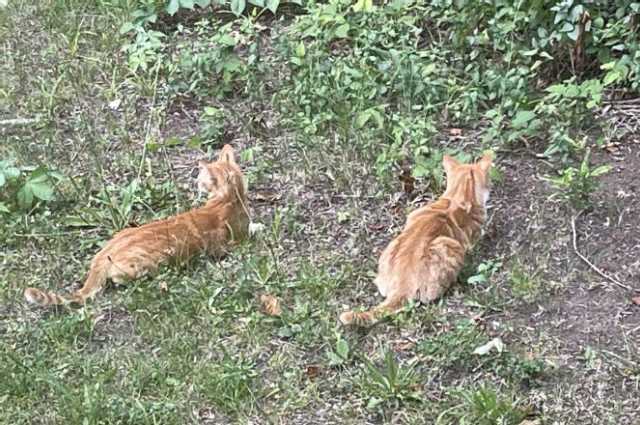 The Sunnyside Sisters Bed and Breakfast / Clarksville VA / Today it is a sad day for us