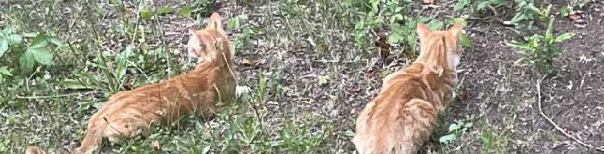 Sunnyside White Swiss Shepherds / Clarksville VA / Today it is a sad day for us