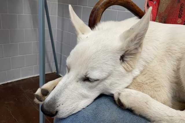 The Sunnyside Sisters Bed and Breakfast / Clarksville VA / Healthy Jessie