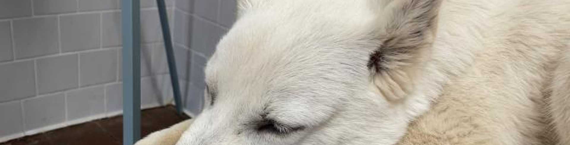 Sunnyside White Swiss Shepherds / Clarksville VA / Healthy Jessie