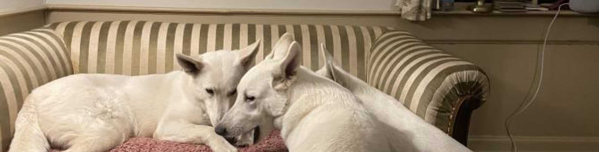 Sunnyside White Swiss Shepherds / Clarksville VA /