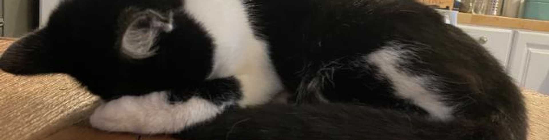 Sunnyside White Swiss Shepherds / Clarksville VA /