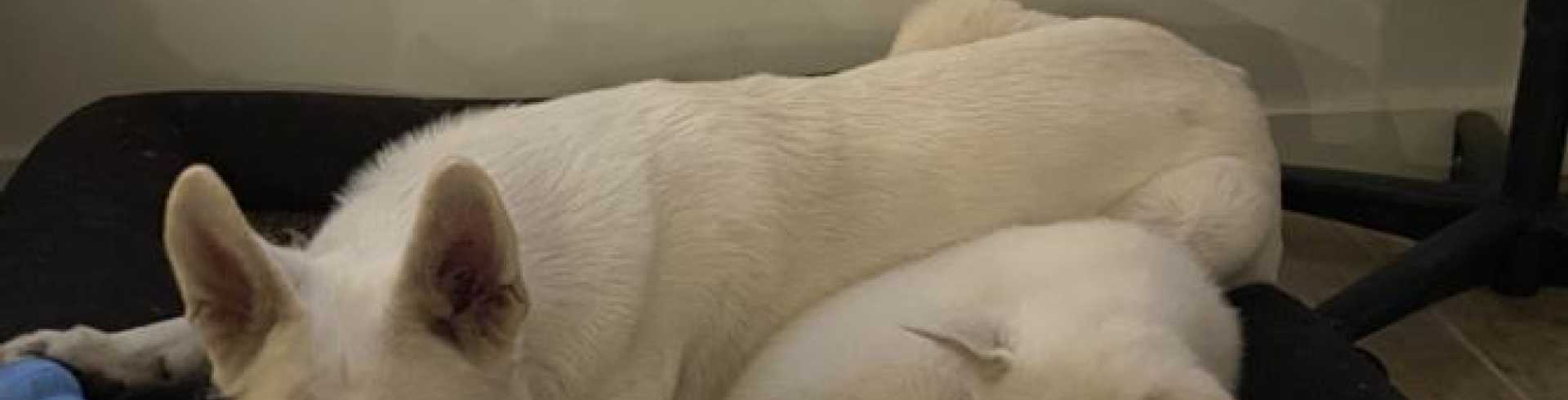 Sunnyside White Swiss Shepherds / Clarksville VA /