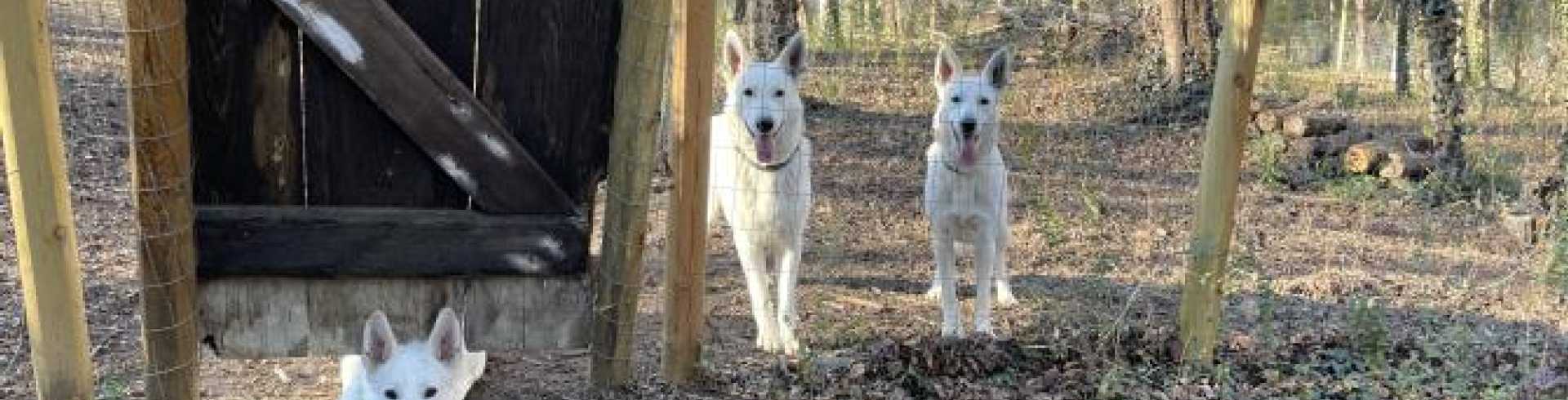 Sunnyside White Swiss Shepherds / Clarksville VA / My search team