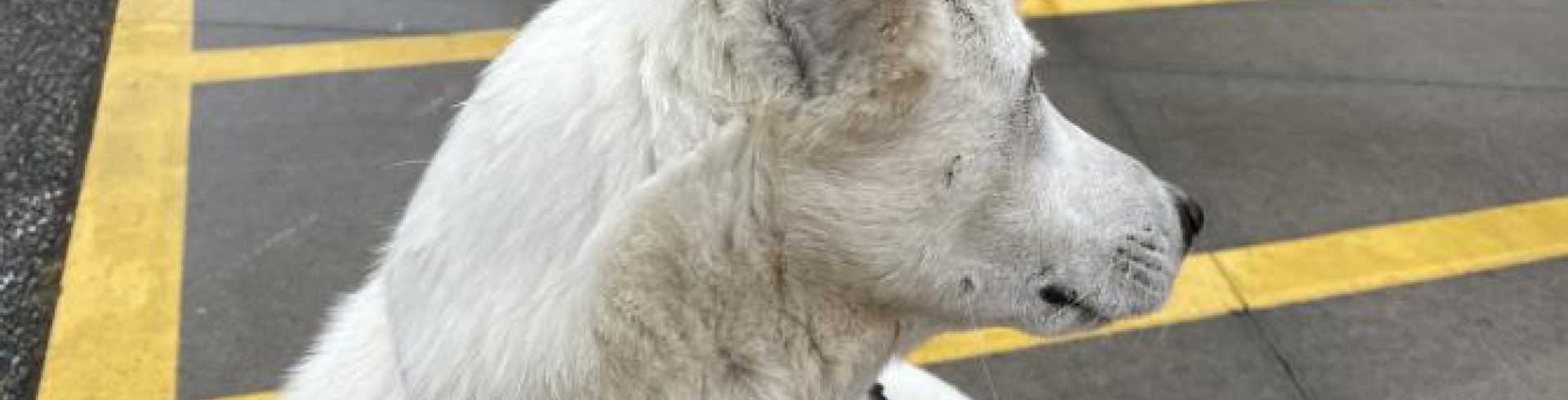 Sunnyside White Swiss Shepherds / Clarksville VA /