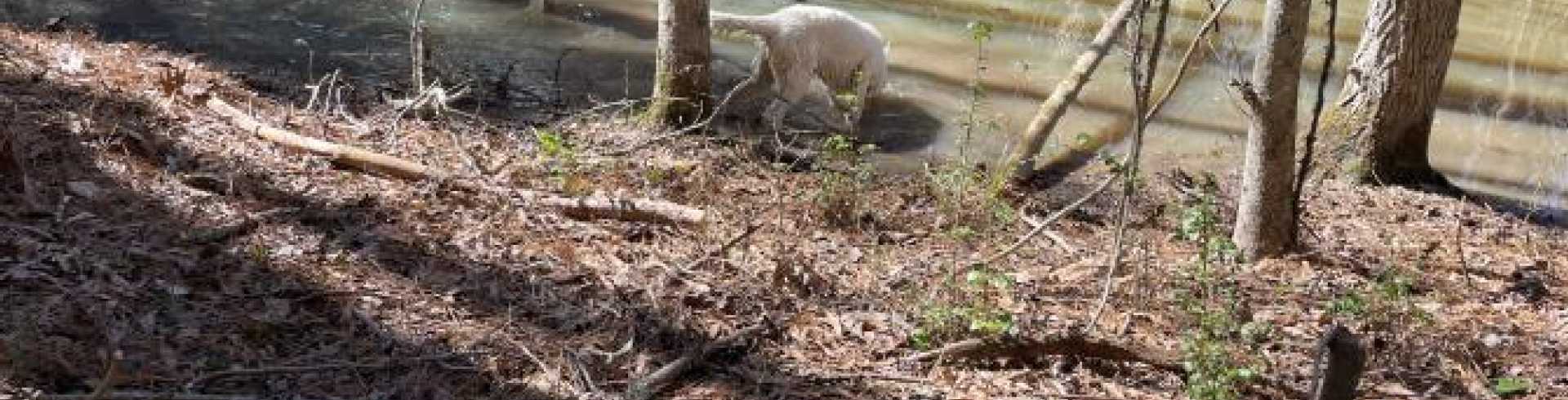 Sunnyside White Swiss Shepherds / Clarksville VA /