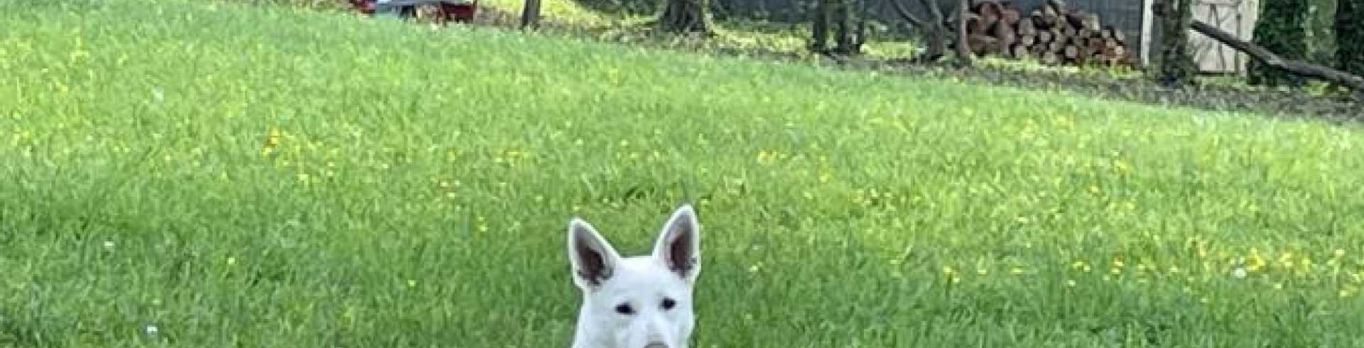 Sunnyside White Swiss Shepherds / Clarksville VA /