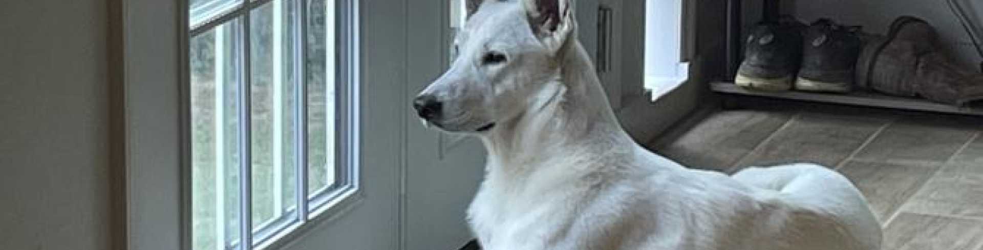 Sunnyside White Swiss Shepherds / Clarksville VA / Happy FIRST birthday Jessie!!!