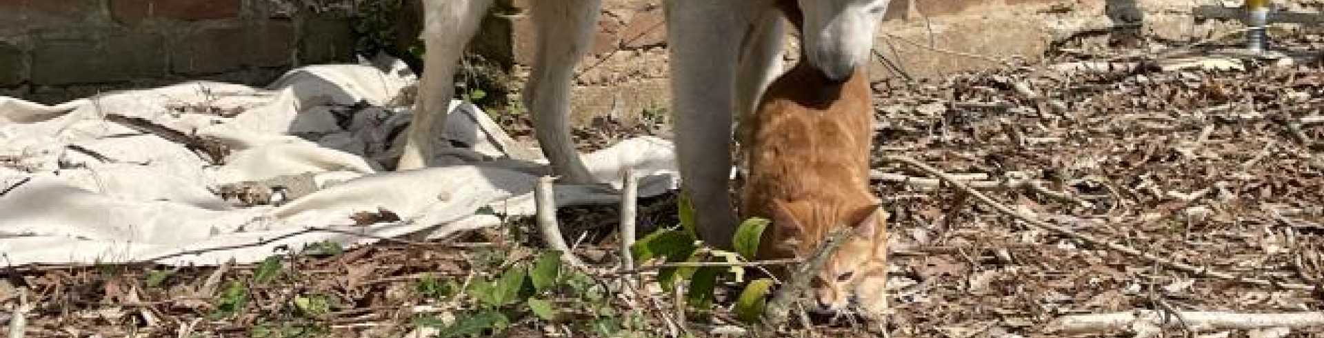 Sunnyside White Swiss Shepherds / Clarksville VA /