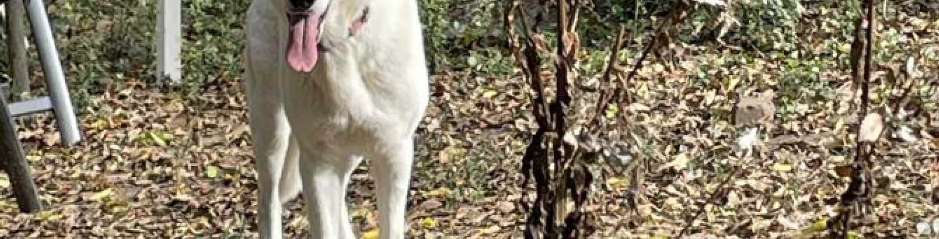 Sunnyside White Swiss Shepherds / Clarksville VA / Oh, tomayto, tomahto