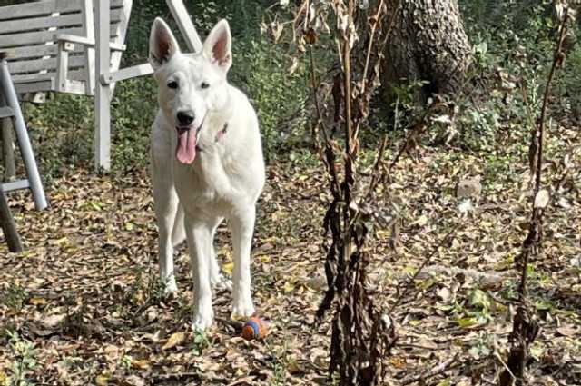 The Sunnyside Sisters Bed and Breakfast / Clarksville VA / Oh, tomayto, tomahto