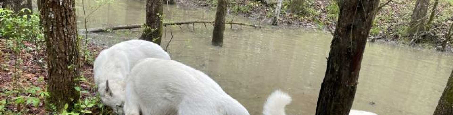 Sunnyside White Swiss Shepherds / Clarksville VA /