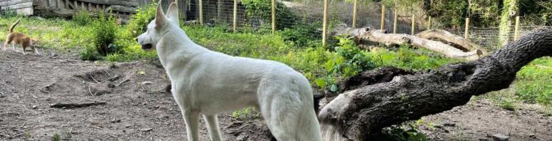 Sunnyside White Swiss Shepherds / Clarksville VA /