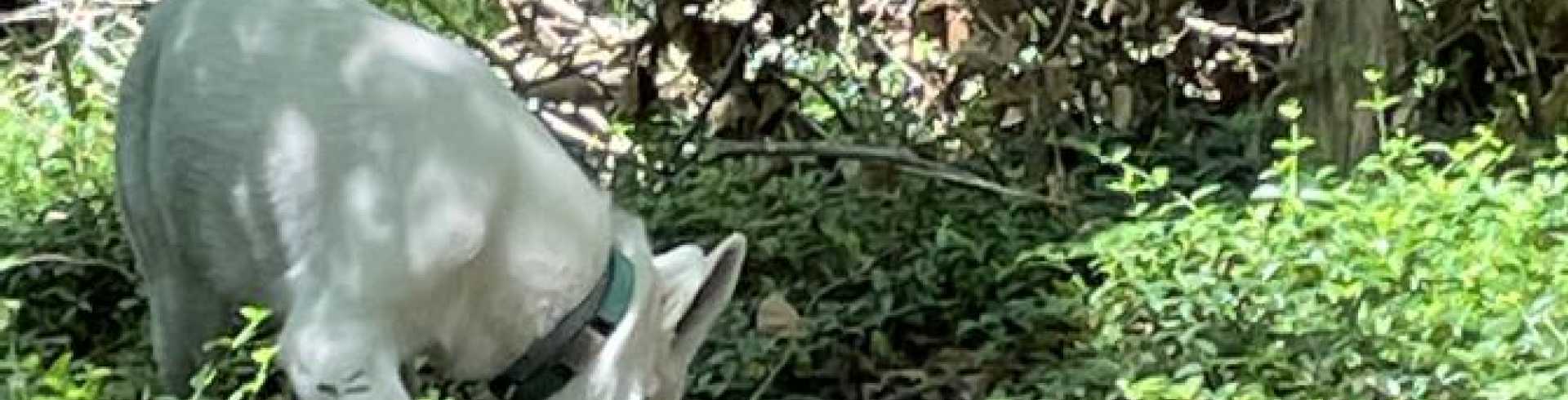 Sunnyside White Swiss Shepherds / Clarksville VA / Jane is getting big!!!