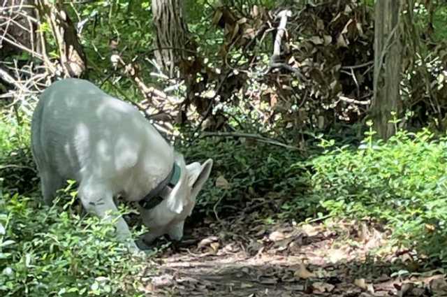 The Sunnyside Sisters Bed and Breakfast / Clarksville VA / Jane is getting big!!!
