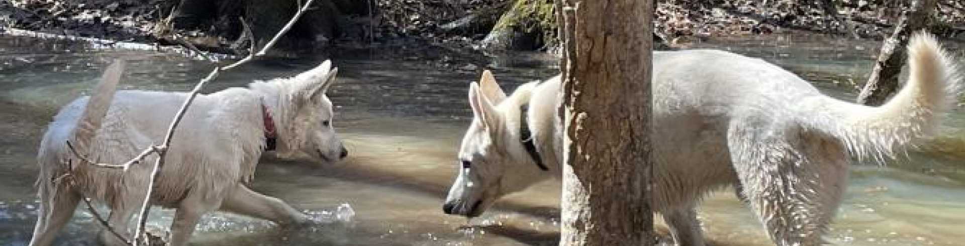 Sunnyside White Swiss Shepherds / Clarksville VA /