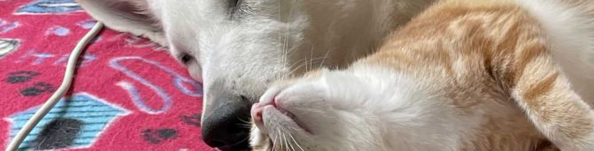 Sunnyside White Swiss Shepherds / Clarksville VA / BFF June is nowhere to be found