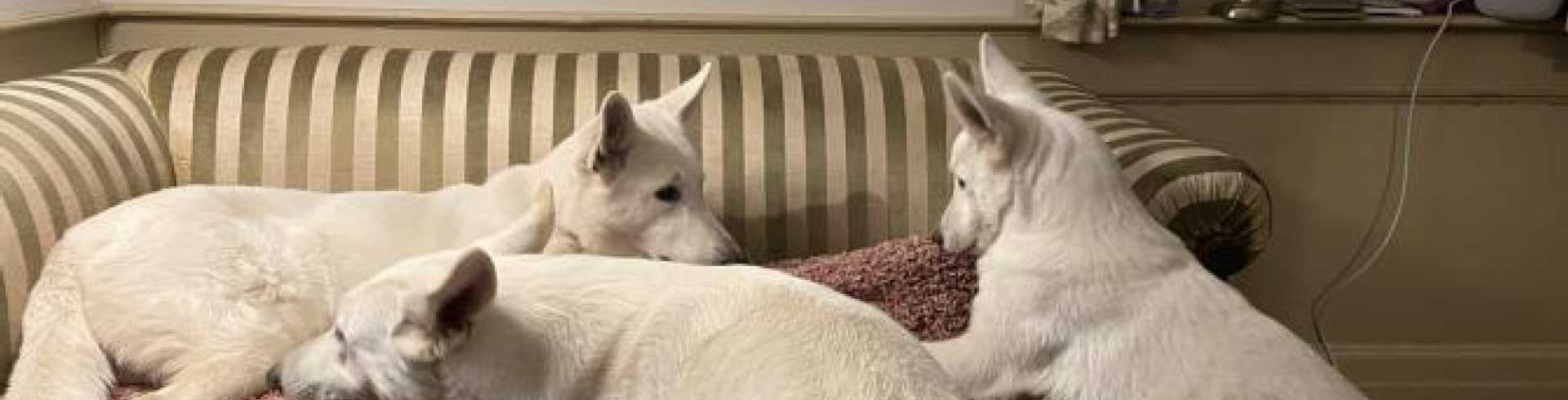 Sunnyside White Swiss Shepherds / Clarksville VA / Three musketeers