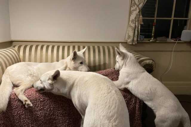 The Sunnyside Sisters Bed and Breakfast / Clarksville VA / Three musketeers