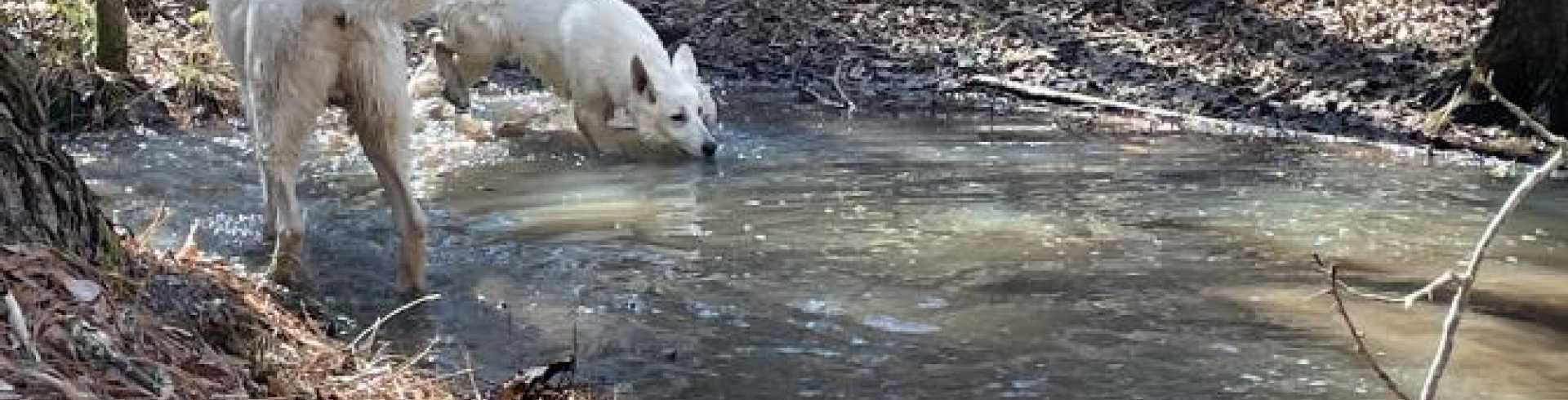 Sunnyside White Swiss Shepherds / Clarksville VA /