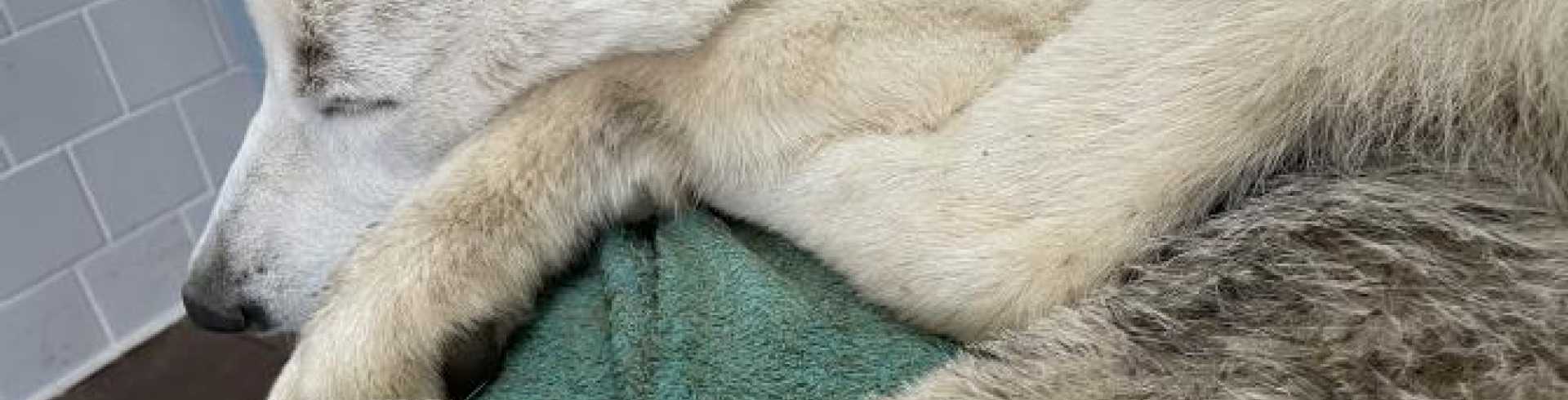 Sunnyside White Swiss Shepherds / Clarksville VA /