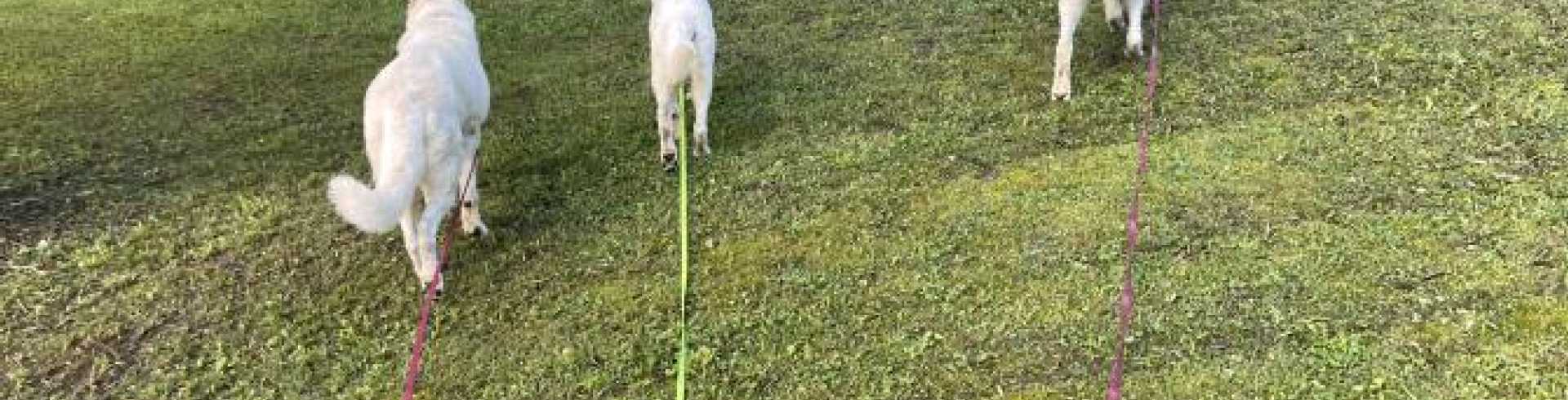 Sunnyside White Swiss Shepherds / Clarksville VA / Jessie still not bleeding