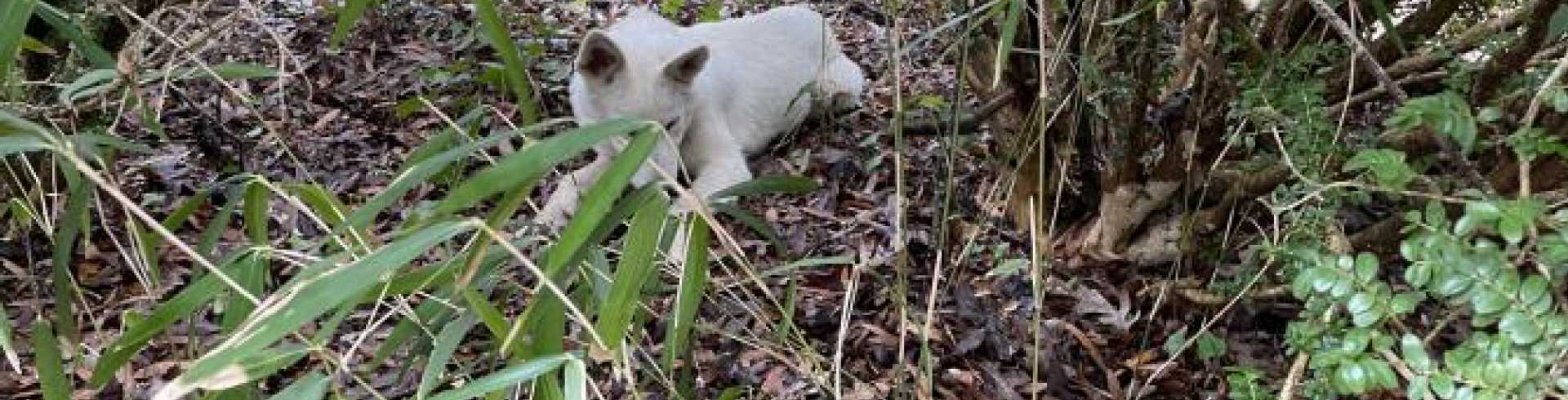 Sunnyside White Swiss Shepherds / Clarksville VA /
