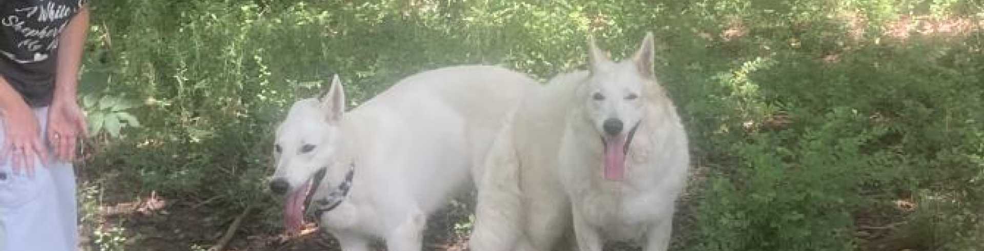Sunnyside White Swiss Shepherds / Clarksville VA /