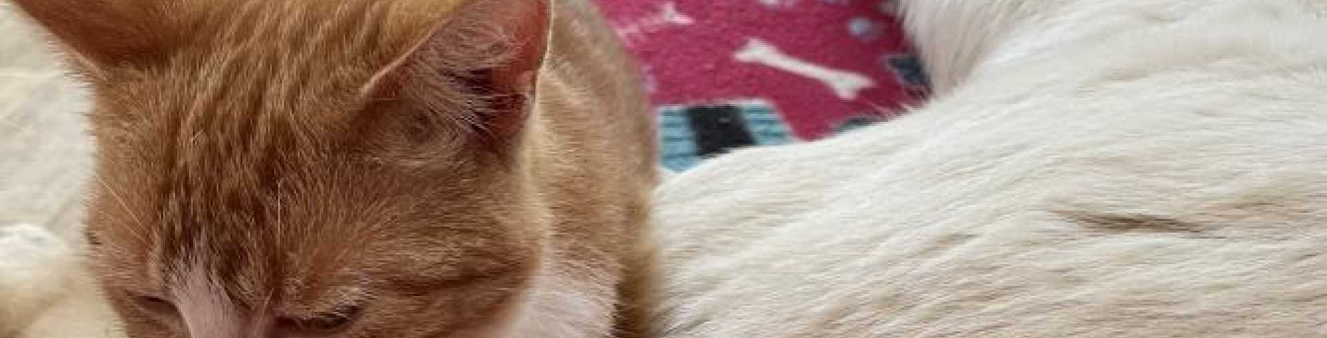 Sunnyside White Swiss Shepherds / Clarksville VA /