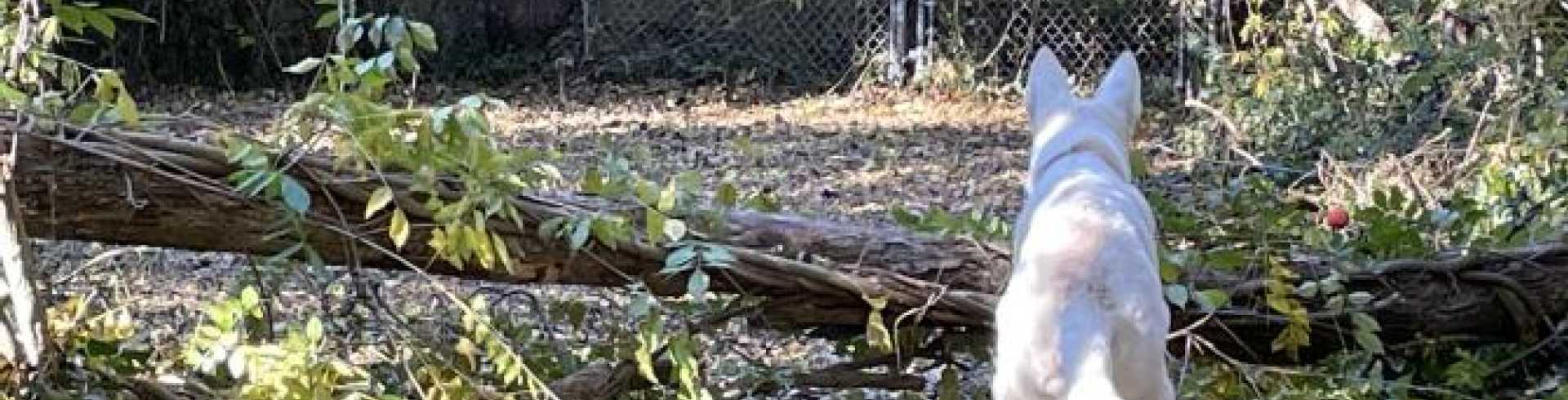 Sunnyside White Swiss Shepherds / Clarksville VA /