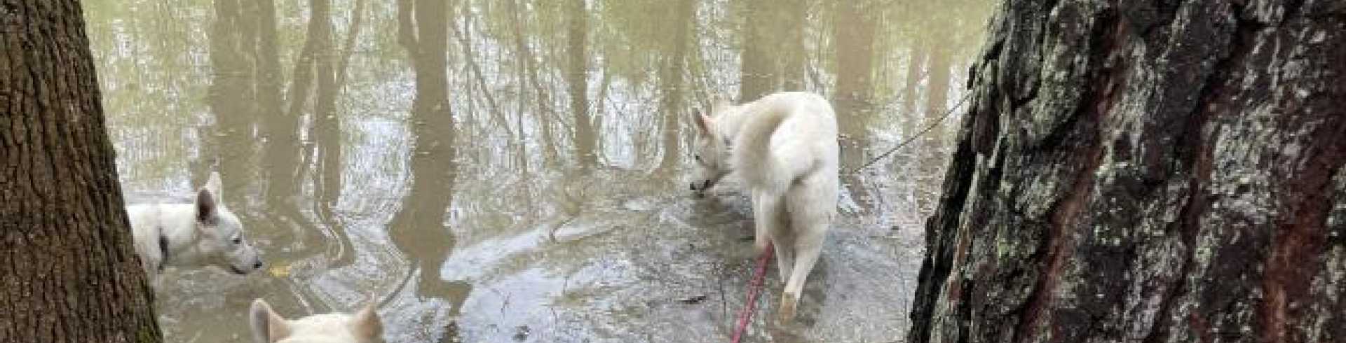 Sunnyside White Swiss Shepherds / Clarksville VA /