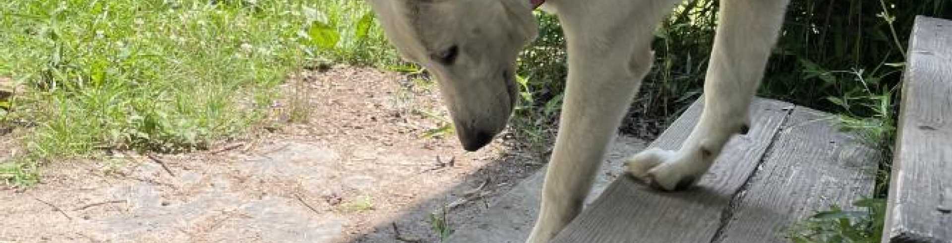 Sunnyside White Swiss Shepherds / Clarksville VA /