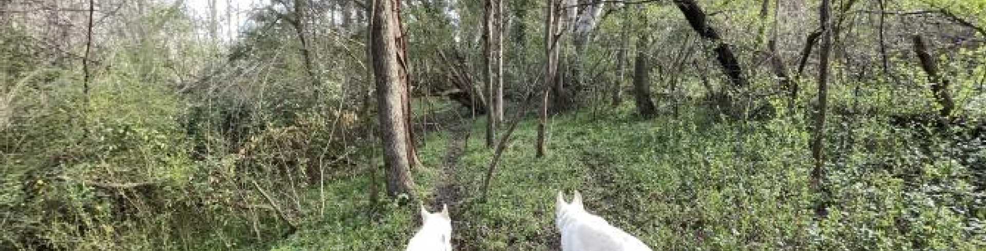 Sunnyside White Swiss Shepherds / Clarksville VA /